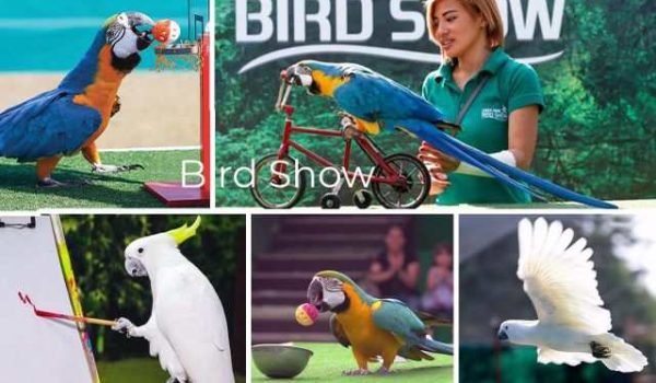 Bird Show Creek Park Dubai